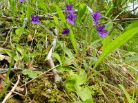 Pinguicula grandiflora 33, Saxifraga-Rutger Barendse