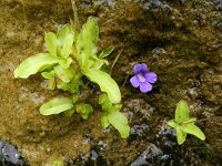 Pinguicula grandiflora 34, Saxifraga-Rutger Barendse