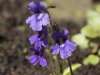 Pinguicula grandiflora 36, Saxifraga-Willem van Kruijsbergen