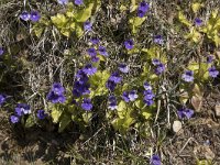 Pinguicula grandiflora 39, Saxifraga-Willem van Kruijsbergen