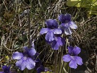 Pinguicula grandiflora 40, Saxifraga-Willem van Kruijsbergen