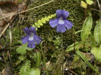 Pinguicula grandiflora 44, Saxifraga-Willem van Kruijsbergen