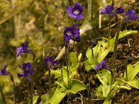 Pinguicula grandiflora 6, Saxifraga-Marijke Verhagen