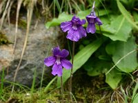 Pinguicula grandiflora 8, Saxifraga-Dirk Hilbers