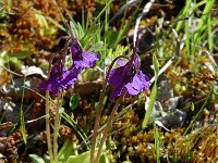 Pinguicula grandiflora ssp grandiflora 10, Saxifraga-Willem van Kruijsbergen