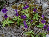 Pinguicula grandiflora ssp grandiflora 11, Saxifraga-Willem van Kruijsbergen