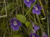 Pinguicula grandiflora ssp grandiflora 12, Saxifraga-Marijke Verhagen