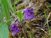 Pinguicula grandiflora ssp grandiflora 13, Saxifraga-Willem van Kruijsbergen