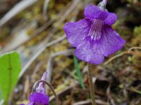 Pinguicula grandiflora ssp grandiflora 14, Saxifraga-Willem van Kruijsbergen