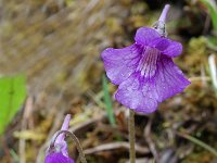 Pinguicula grandiflora ssp grandiflora 15, Saxifraga-Willem van Kruijsbergen