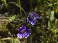 Pinguicula grandiflora ssp grandiflora 18, Saxifraga-Marijke Verhagen