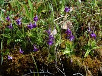 Pinguicula grandiflora ssp grandiflora 19, Saxifraga-Willem van Kruijsbergen