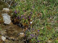 Pinguicula grandiflora ssp grandiflora 20, habitat, Saxifraga-Willem van Kruijsbergen