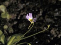 Pinguicula hirtiflora 2, Saxifraga-Jan van der Straaten