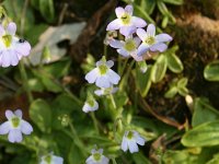 Pinguicula hirtiflora 3, Saxifraga-Dirk Hilbers