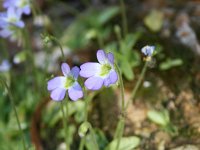 Pinguicula hirtiflora 4, Saxifraga-Dirk Hilbers