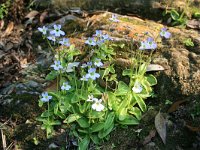 Pinguicula hirtiflora 6, Saxifraga-Dirk Hilbers