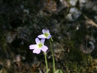 Pinguicula hirtiflora 7, Saxifraga-Dirk Hilbers