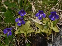 Pinguicula leptoceras 10, Saxifraga-Harry Jans  Pinguicula leptoceras