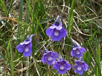 Pinguicula leptoceras 12, Saxifraga-Harry Jans  Pinguicula leptoceras