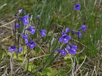 Pinguicula leptoceras 14, Saxifraga-Harry Jans  Pinguicula leptoceras