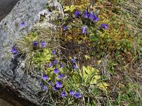 Pinguicula leptoceras 17, Saxifraga-Harry Jans  Pinguicula leptoceras