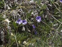 Pinguicula leptoceras 7, Saxifraga-Willem van Kruijsbergen