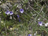 Pinguicula leptoceras 8, Saxifraga-Willem van Kruijsbergen