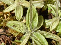 Pinguicula lusitanica