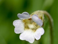 Pinguicula lusitanica 3, Saxifraga-Sonja Bouwman   Pale butterwort - Pinguicula lusitanica - Lentibulariaceae familie