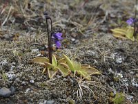 Pinguicula vulgaris 15, Vetblad, Saxifraga-Harry van Oosterhout