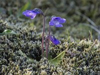 Pinguicula vulgaris 16, Vetblad, Saxifraga-Peter Stein