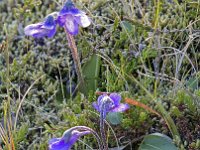 Pinguicula vulgaris 17, Vetblad, Saxifraga-Peter Stein