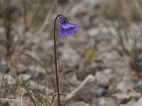 Pinguicula vulgaris 18, Vetblad, Saxifraga-Kees van Berkel