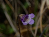 Pinguicula vulgaris 2, Vetblad, Saxifraga-Willem van Kruijsbergen