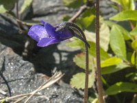 Pinguicula vulgaris 21, Vetblad, Saxifraga-Jan van der Straaten