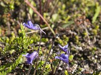 Pinguicula vulgaris 22, Vetblad, Saxifraga-Jan van der Straaten