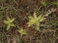 Pinguicula vulgaris 23, Vetblad, Saxifraga-Bas Klaver