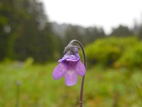 Pinguicula vulgaris 26, Vetblad, Saxifraga-Ed Stikvoort