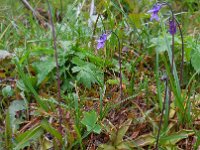 Pinguicula vulgaris 27, Vetblad, Saxifraga-Ed Stikvoort