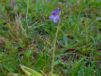 Pinguicula vulgaris 29, Vetblad, Saxifraga-Ed Stikvoort