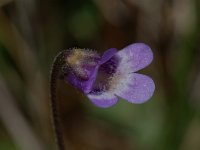 Pinguicula vulgaris 3, Vetblad, Saxifraga-Willem van Kruijsbergen