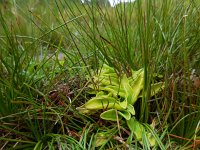 Pinguicula vulgaris 30, Vetblad, Saxifraga-Ed Stikvoort