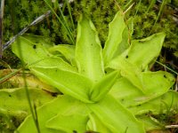 Pinguicula vulgaris 31, Vetblad, Saxifraga-Rutger Barendse