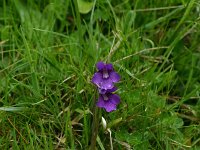 Pinguicula vulgaris 32, Vetblad, Saxifraga-Dirk Hilbers