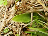 Pinguicula vulgaris 35, Saxifraga-Rutger Barendse