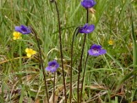 Pinguicula vulgaris 45, Vetblad, Saxifraga-Ed Stikvoort