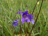 Pinguicula vulgaris 47, Vetblad, Saxifraga-Ed Stikvoort