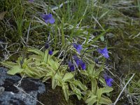 Pinguicula vulgaris 5, Vetblad, Saxifraga-Willem van Kruijsbergen