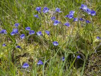 Pinguicula vulgaris 53, Vetblad, Saxifraga-Luuk Vermeer